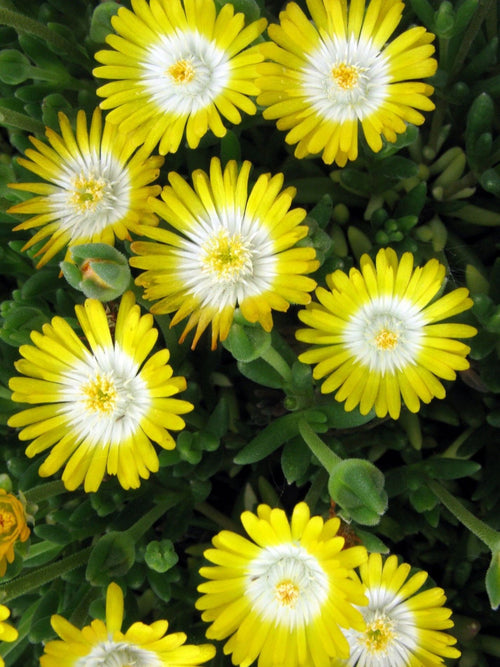 DELOSPERMA DESERT 'PERIDOT'