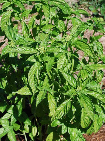 HERB-THYME 'LEMON'