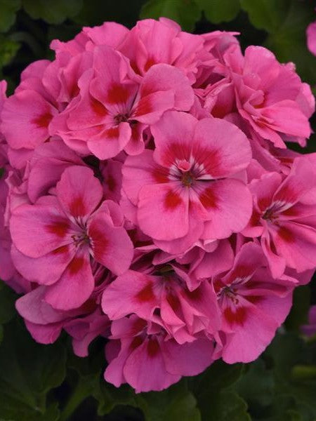 GERANIUM ZONAL DYNAMO 'PINK FLARE'