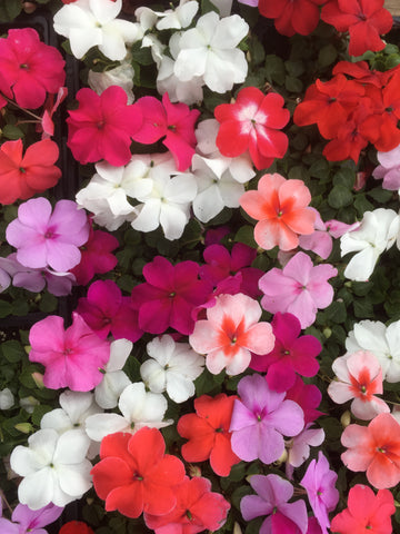 PHLOX SUBULATA ‘CANDY STRIPE’