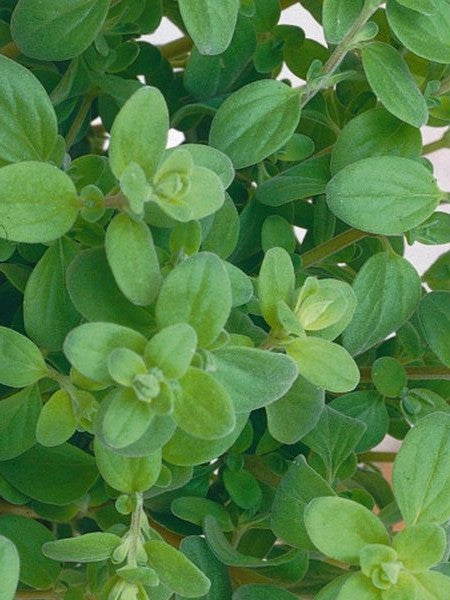 HERB-OREGANO ITALIAN 'ORIGANUM VULGARE HIRTUM'
