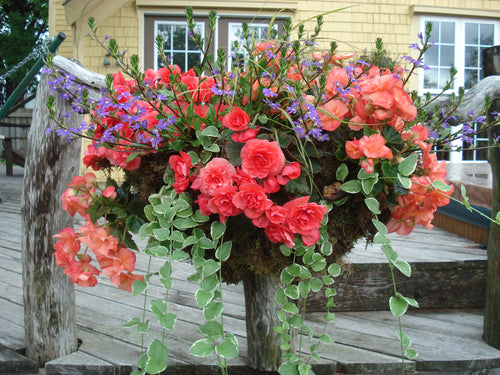 HANGING MOSS BASKET