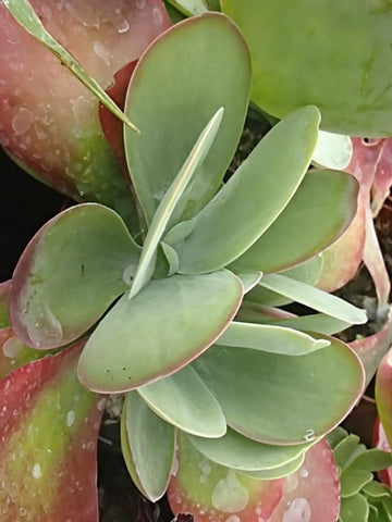SUCCULENT CRASSULA OVATA 'HOBBIT'