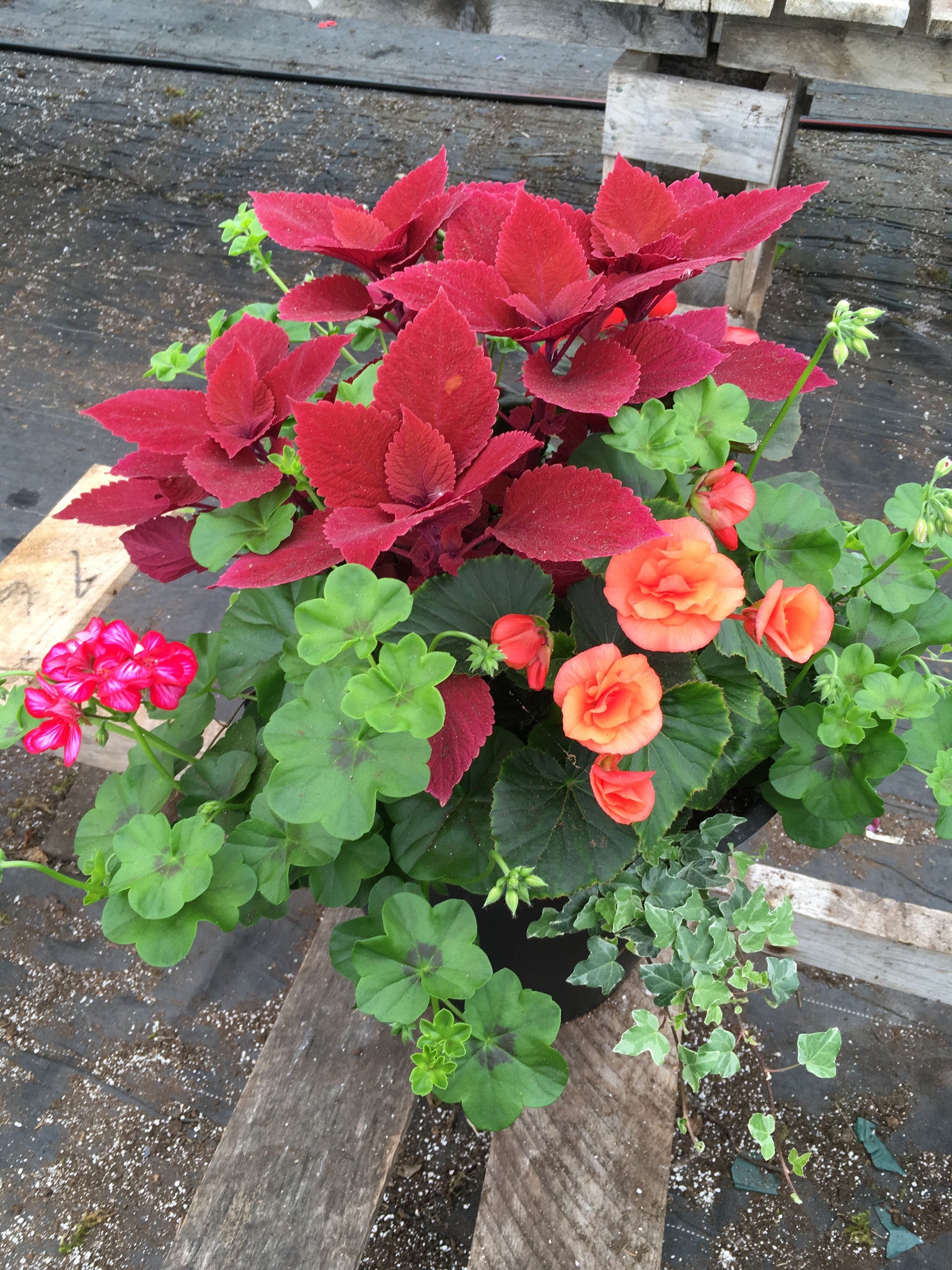 SHADE PLANTER (15 INCH)