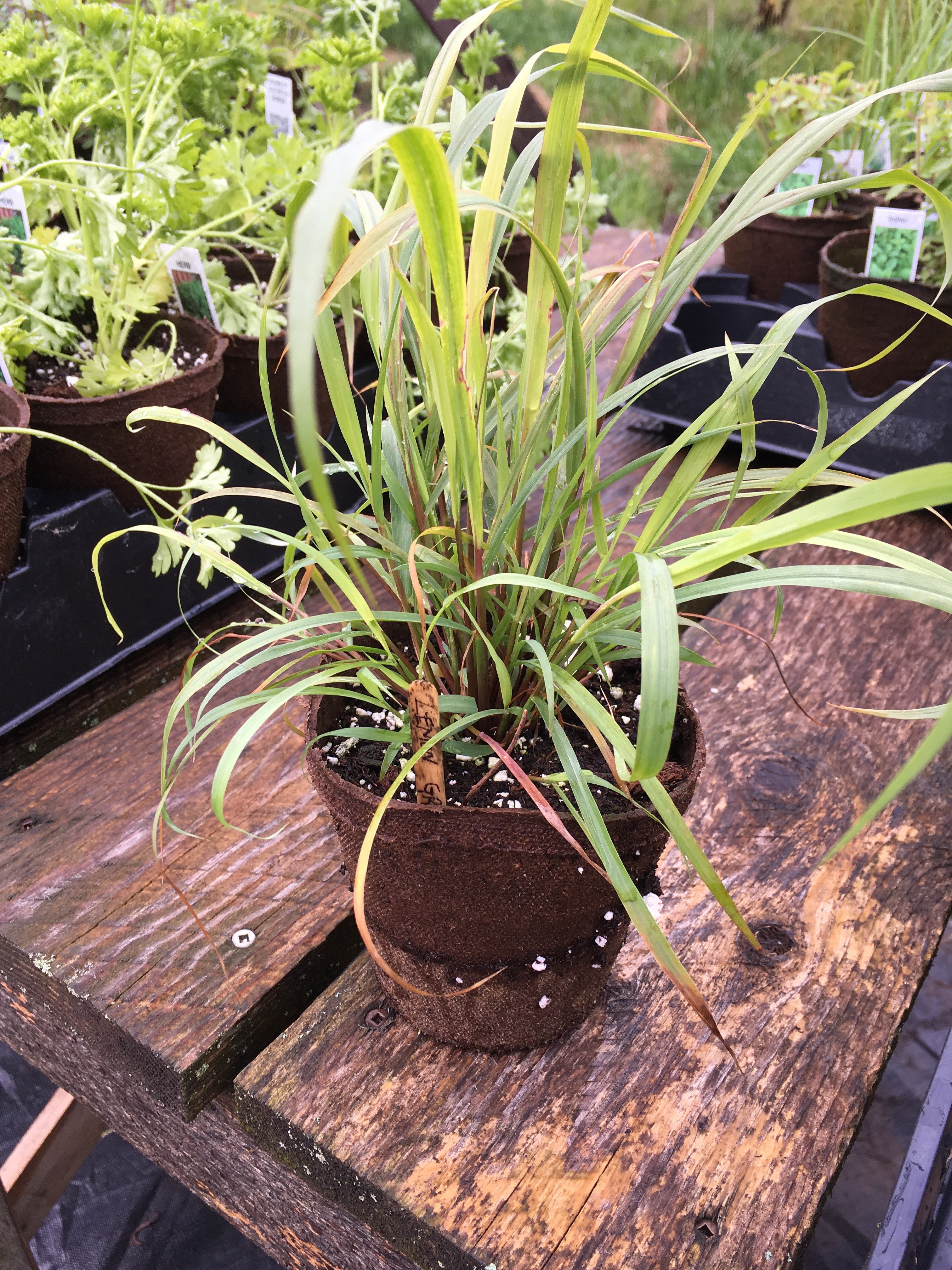HERB-CYMBOPOGON LEMON GRASS