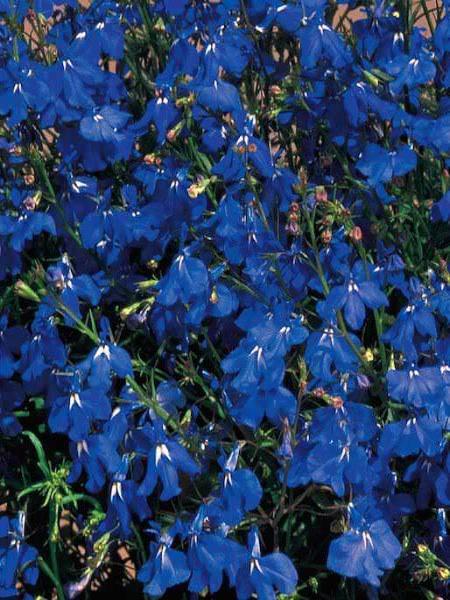 LOBELIA MAGADI 'BASKET DARK BLUE'