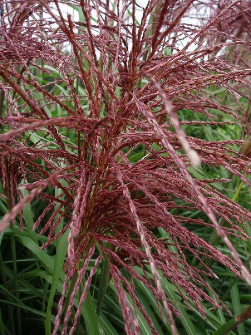 MISCANTHUS SINENSIS 'MALEPARTUS'