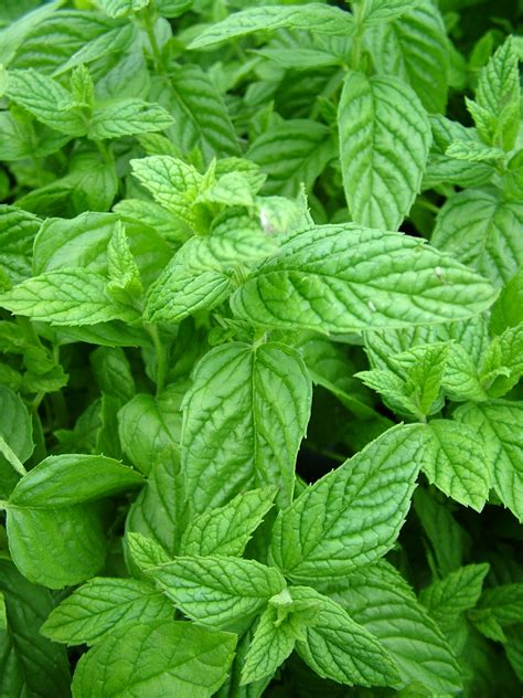 HERB-MOJITO MINT