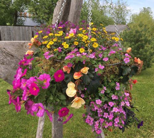 HANGING MOSS BASKET 'SUN'