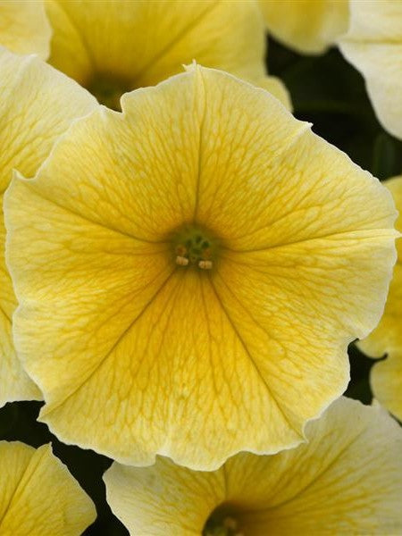 PETUNIA SUPERTUNIA 'SAFFRON FINCH'
