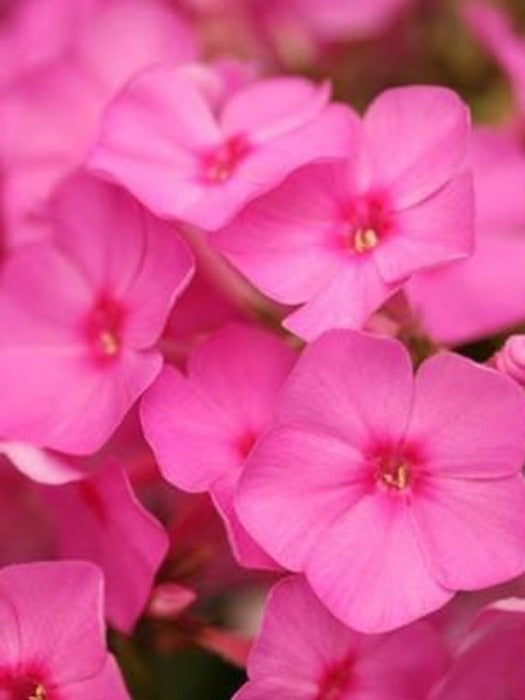 PHLOX PANICULATA 'FLAME PINK'