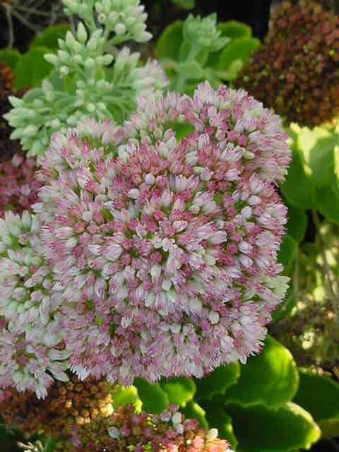 SEDUM SPECTABILE AUTUMN JOY