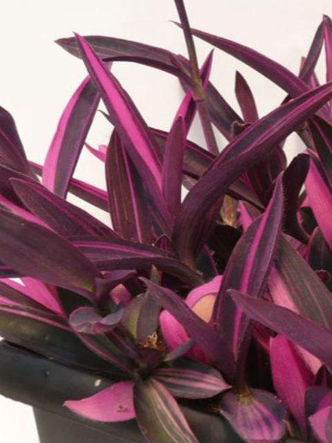 SETCREASEA - (PURPLE HEART SPIDERWORT) PURPUREA PINK STRIPE