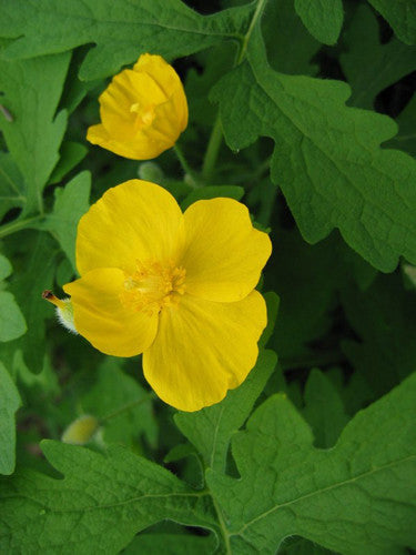 STYLOPHORUM DIPHYLLUM