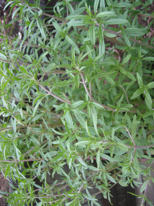 SUMMER SAVORY