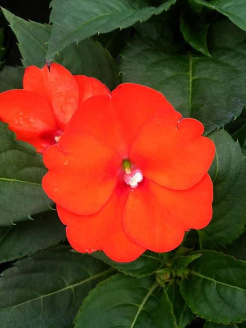 SUNPATIEN 'ELECTRIC ORANGE'