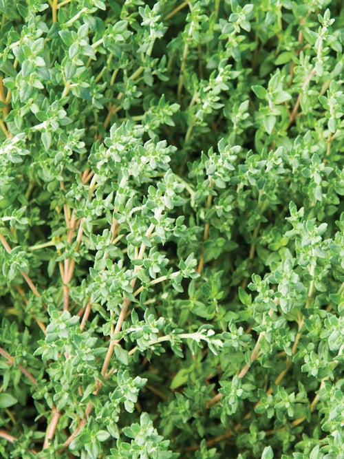 THYME