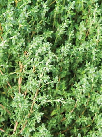 HERB-THYME 'LEMON'