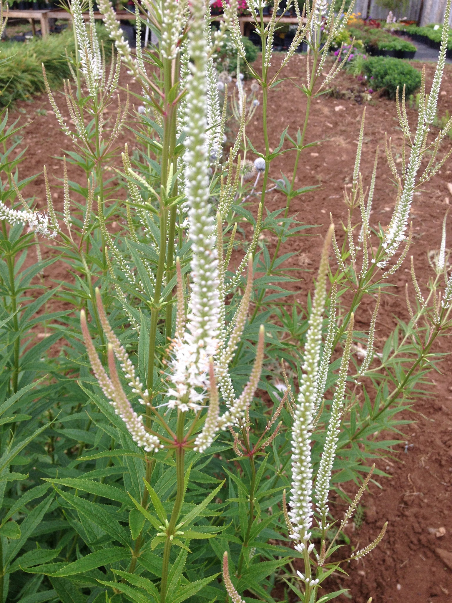 VERONICASTRUM VIRGINICUM 'ALBUM'