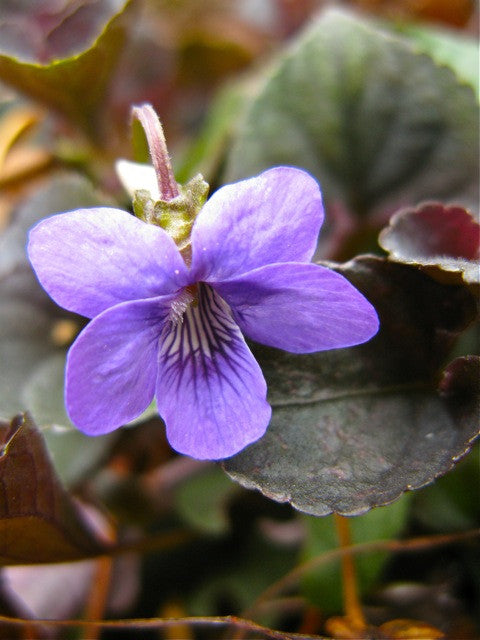 VIOLA RIVINIANA PURPUREA LABRADORICA