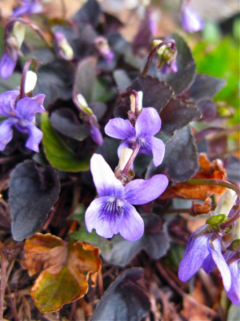 VIOLA RIVINIANA PURPUREA LABRADORICA