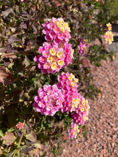 LANTANA LANDSCAPE PINK