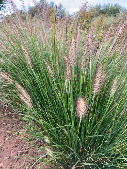 PENNISETUM 'HAMELN'