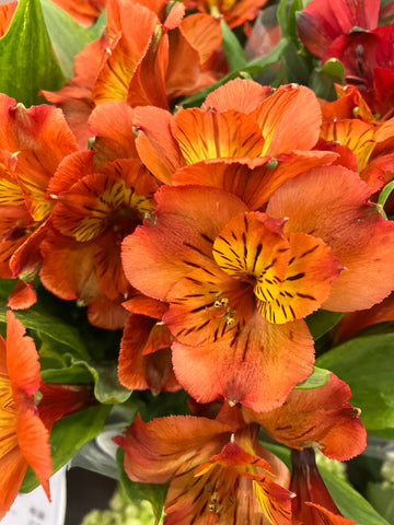 PETUNIA CASCADIAS CHILI RED