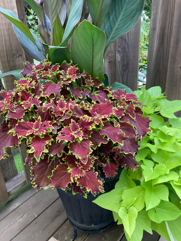 COLEUS 'INFERNO'