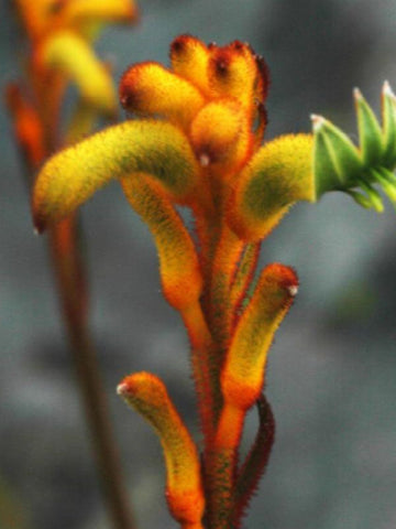 PENNISETUM (FOUNTAIN GRASS) 'RUBRUM'