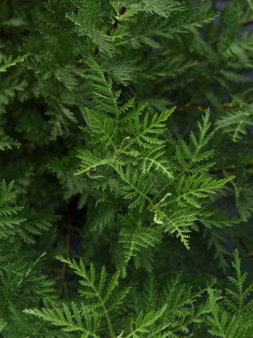 ARTEMESIA SUNFERN OLYMPIA