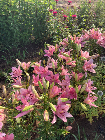 MONARDA ELECTRIC 'NEON PINK'