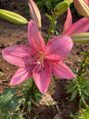 ASIATIC LILIUM 'CURLY SUE'