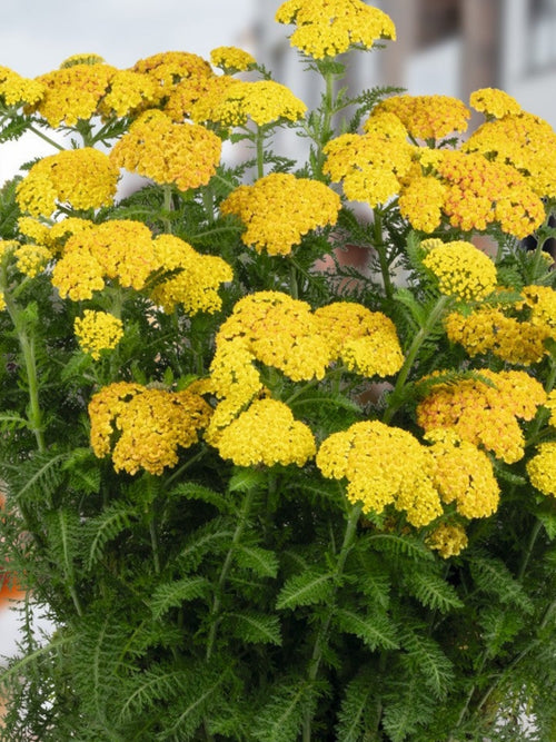 ACHILLEA YELLOW