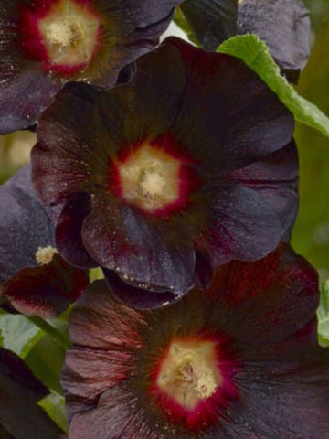 ALCEA (HOLLYHOCK) MARS MAGIC