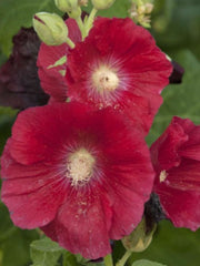 ALCEA MARS MAGIC