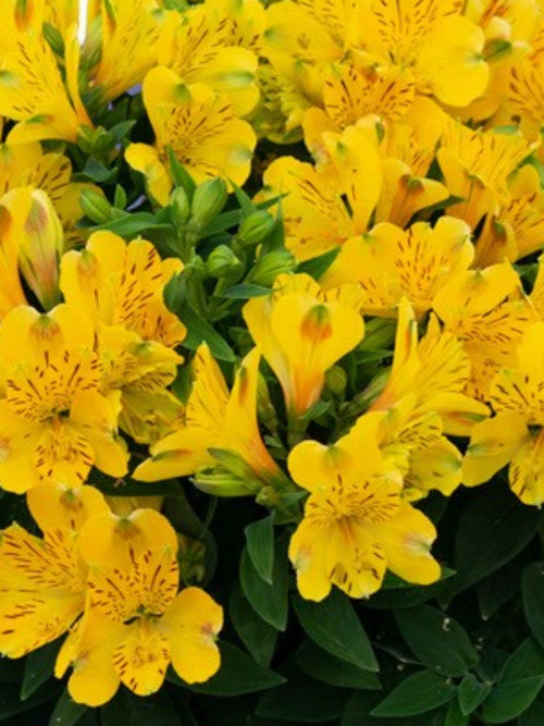 ALSTROMERIA 'AURELIA'