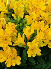 ALSTROMERIA 'AURELIA'