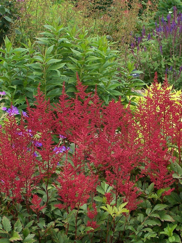 AMSONIA TABERNAEMONTANA