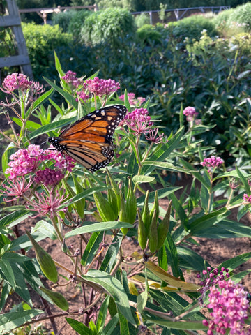 MONARDA BLUE MOON