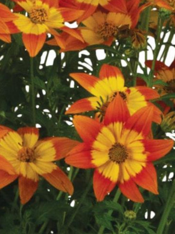 PETUNIA CASCADIAS CHILI RED