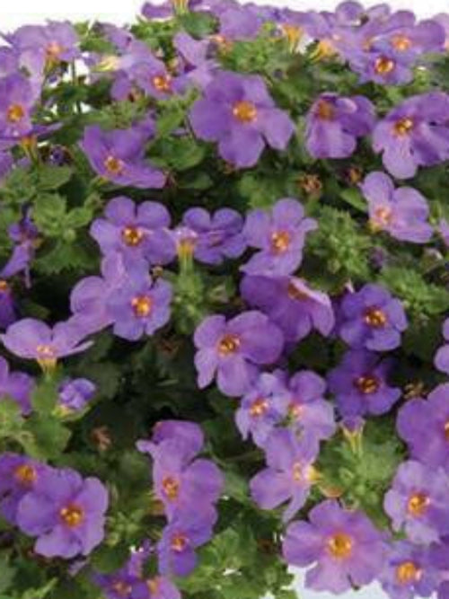 BACOPA PURPLE