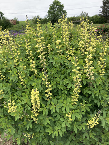 RUDBECKIA FULGIDA ‘GOLDSTURM’