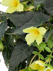 BEGONIA YELLOW