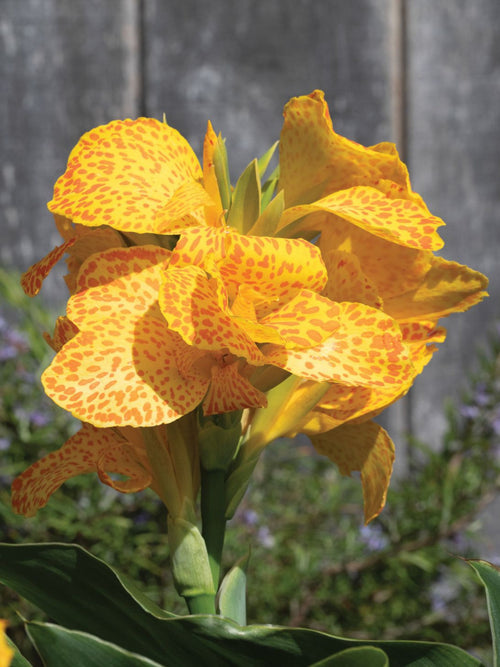 CANNA 'GOLDEN LEOPARD'