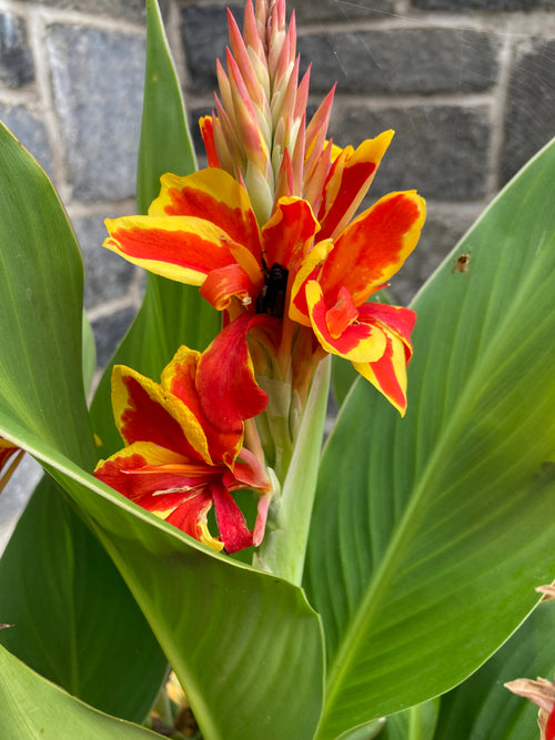 CANNA RED GOLDEN FLAME