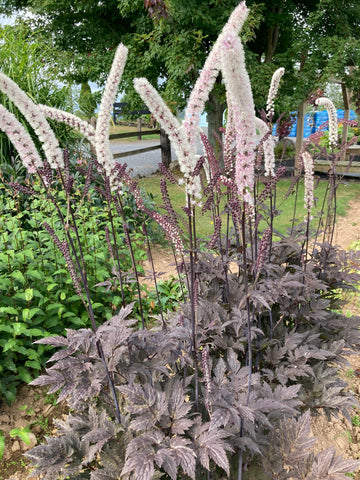 PANICUM VIRGATUM 'HOT ROD'