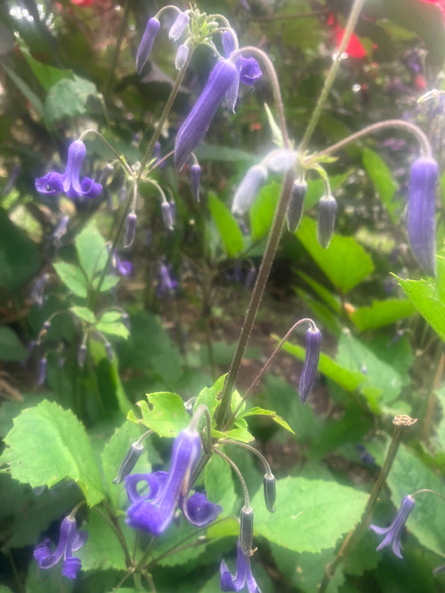 CLEMATIS HERACLEIFOLIA 'CHINA PURPLE'