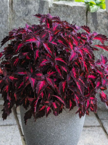 COLEUS STAINED GLASSWORKS 'ROYALTY' – Horlings Plants