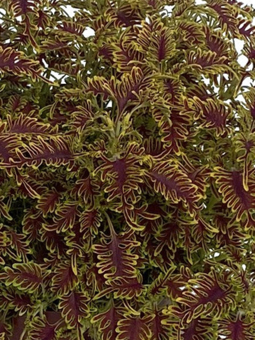 COLEUS SKELETAL